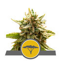 Marula Fruit (Royal Queen Seeds) tavallinen