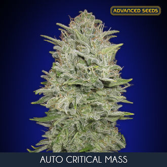 Auto Critical Mass (Advanced Seeds) Feminisoidut