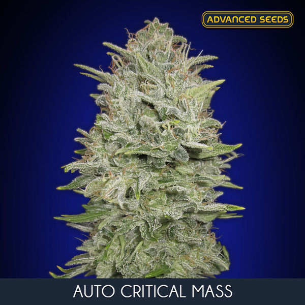 Auto Critical Mass (Advanced Seeds) Feminisoidut