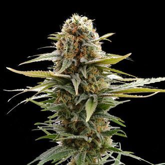 GSC (Kannabia) Feminisoidut