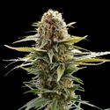 GSC (Kannabia) Feminisoidut