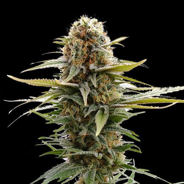 GSC (Kannabia) Feminisoidut