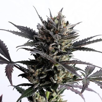 Lemon Haze Auto (Kannabia) Feminisoidut
