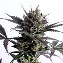 Lemon Haze Auto (Kannabia) Feminisoidut