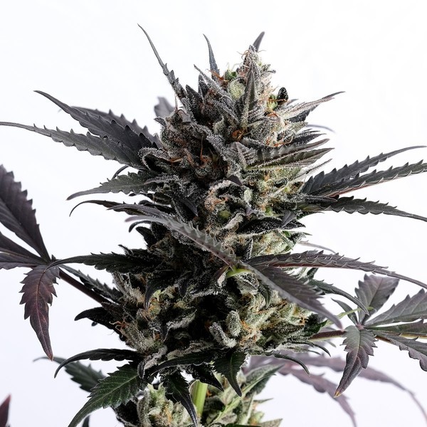 Lemon Haze Auto (Kannabia) Feminisoidut