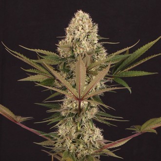 Black ZZ (Exotic Seed x Zamnesia) Feminisoidut