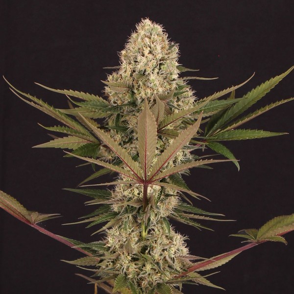 Black ZZ (Exotic Seed x Zamnesia) Feminisoidut
