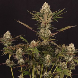 Black ZZ (Exotic Seed x Zamnesia) Feminisoidut