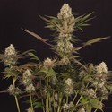 Black ZZ (Exotic Seed x Zamnesia) Feminisoidut