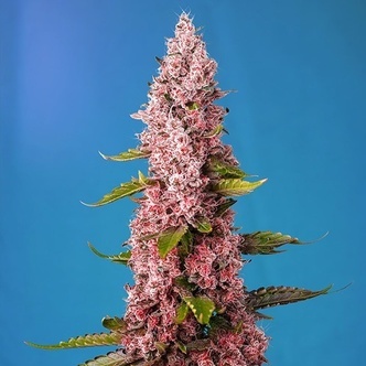 Red Hot Muffin (Sweet Seeds) feminisoidut