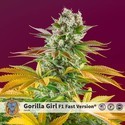 Gorilla Girl - F1 Fast Version (Sweet Seeds) Feminisoidut