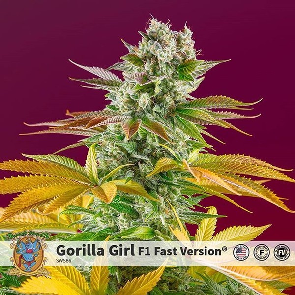 Gorilla Girl - F1 Fast Version (Sweet Seeds) Feminisoidut