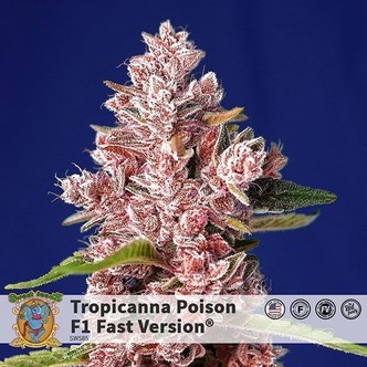Tripicanna Poison &ndash; F1 Fast Version (Sweet Seeds) feminisoidut kannabiksen siemenet
