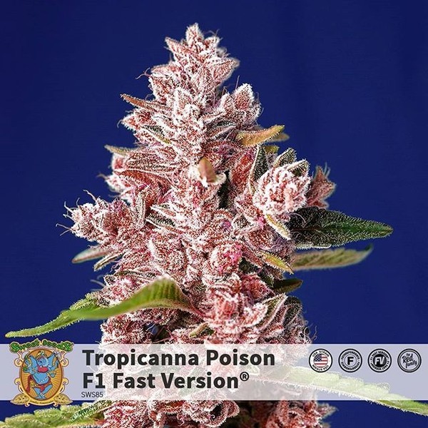 Tropicanna Poison - F1 Fast Version (Sweet Seeds) Feminisoidut
