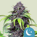 Purplematic CBD Autoflower (Royal Queen Seeds) Feminisoidut