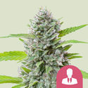 El Patron (Royal Queen Seeds) Feminisoidut