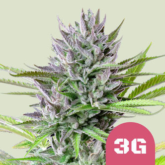 Triple G (Royal Queen Seeds) feminisoidut
