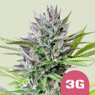 Triple G (Royal Queen Seeds) Feminisoidut