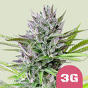 Triple G (Royal Queen Seeds) Feminisoidut