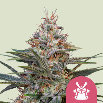 Shogun (Royal Queen Seeds) Feminisoidut