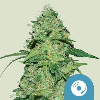 Joannen CBD (Royal Queen Seeds) feminisoitu