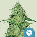 Joanne's CBD (Royal Queen Seeds) Feminisoidut