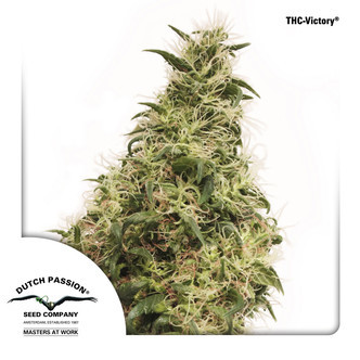 THC-Victory (Dutch Passion) feminisoidut