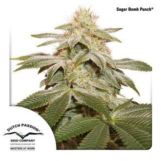 Sugar Bomb Punch (Dutch Passion) Feminisoidut
