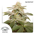 Sugar Bomb Punch (Dutch Passion) Feminisoidut