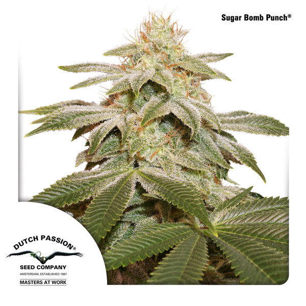 Sugar Bomb Punch (Dutch Passion) Feminisoidut