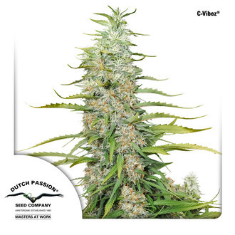 C-Vibez (Dutch Passion) Feminisoidut