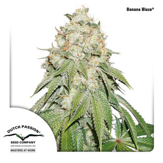 Banana Blaze (Dutch Passion) Feminisoidut