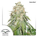 Banana Blaze (Dutch Passion) Feminisoidut