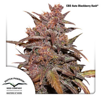 CBD Auto Blackberry Kush (Dutch Passion) Feminisoidut