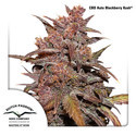 CBD Auto Blackberry Kush (Dutch Passion) Feminisoidut