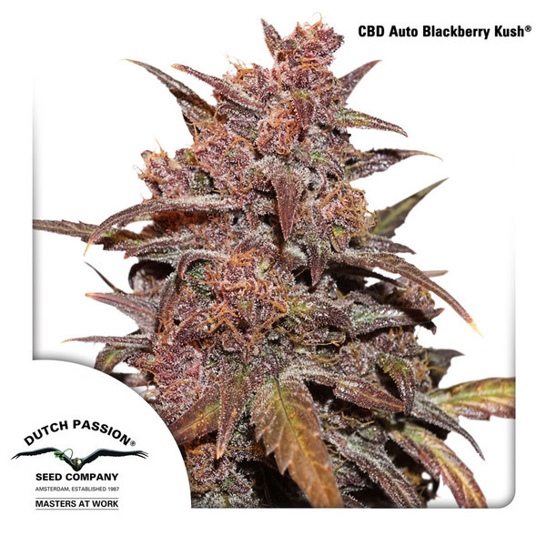 CBD Auto Blackberry Kush (Dutch Passion) Feminisoidut