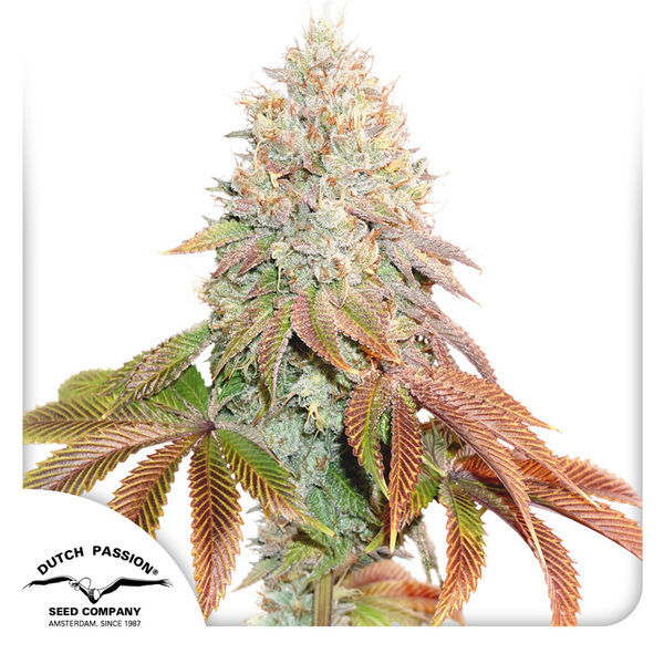 Auto Banana Blaze (Dutch Passion) Feminisoidut