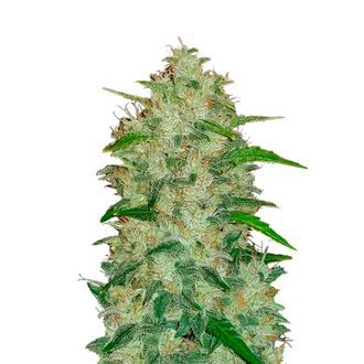 Original Auto Chemdawg (FastBuds) Feminisoidut