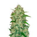 Original Auto Chemdawg (FastBuds) Feminisoidut