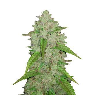 Original Auto Amnesia Haze (FastBuds) Feminisoidut
