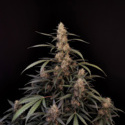 Original Auto Amnesia Haze (FastBuds) Feminisoidut