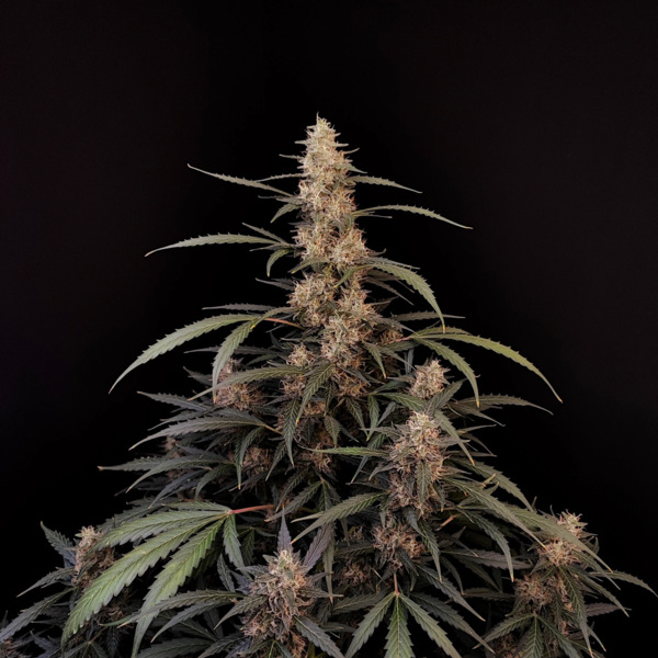 Original Auto Amnesia Haze (FastBuds) Feminisoidut