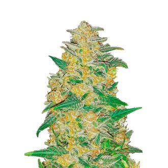 Original Auto AK (FastBuds) Feminisoidut