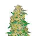 Original Auto AK (FastBuds) Feminisoidut