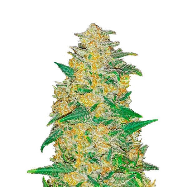 Original Auto AK (FastBuds) Feminisoidut