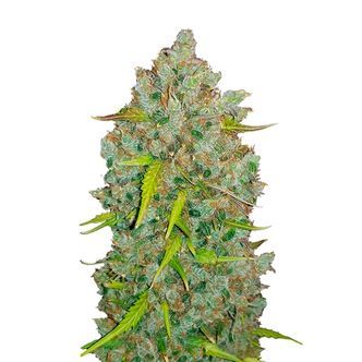 Original Auto BubbleGum (FastBuds) Feminisoidut kannabiksen siemenet