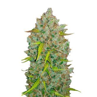 Original Auto BubbleGum (FastBuds) Feminisoidut