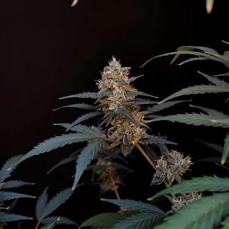 Original Auto BubbleGum (FastBuds) Feminisoidut