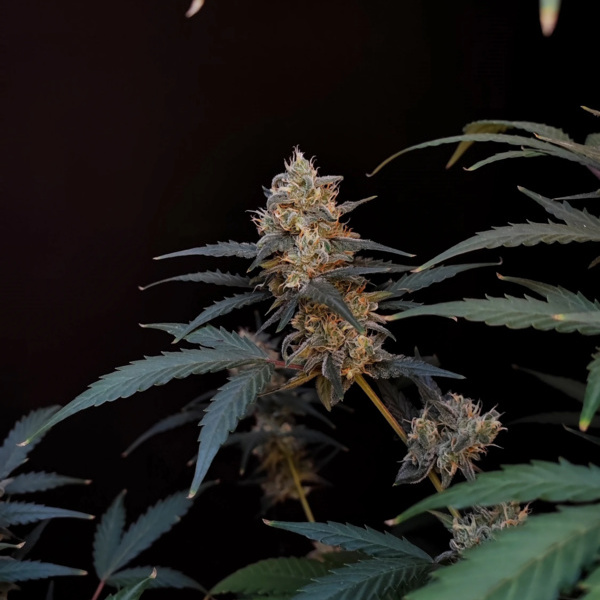 Original Auto BubbleGum (FastBuds) Feminisoidut
