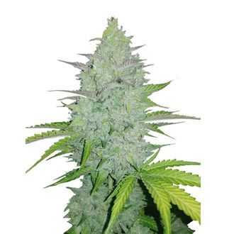 Original Auto Cheese (FastBuds) Feminisoidut